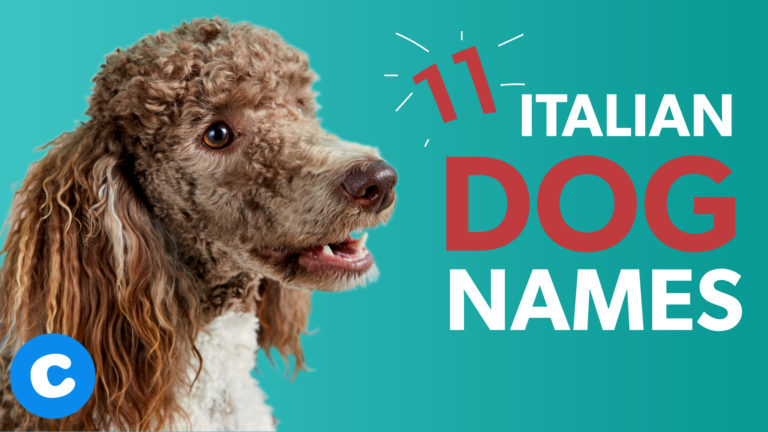 11 Italian Dog Names
